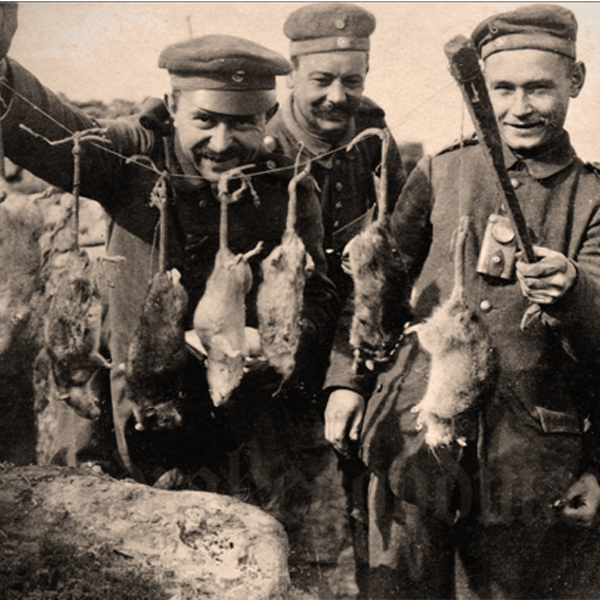 Rats in the Trenches
